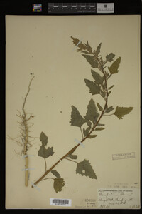 Image Associated With the Occurrence