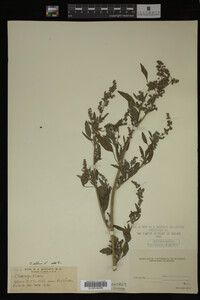 Image Associated With the Occurrence