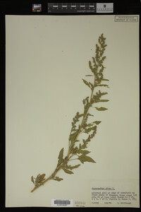 Image Associated With the Occurrence