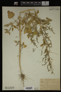 Image Associated With the Occurrence