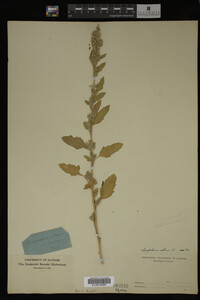 Image Associated With the Occurrence