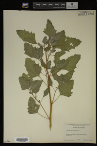 Image Associated With the Occurrence