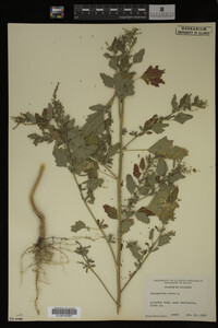 Image Associated With the Occurrence