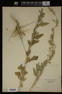 Image Associated With the Occurrence