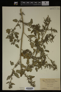 Image Associated With the Occurrence