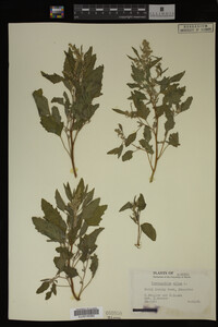 Image Associated With the Occurrence