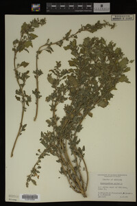 Image Associated With the Occurrence