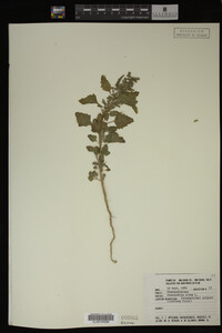 Image Associated With the Occurrence