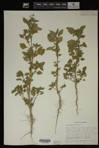 Image Associated With the Occurrence