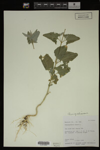 Image Associated With the Occurrence