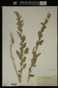 Image Associated With the Occurrence