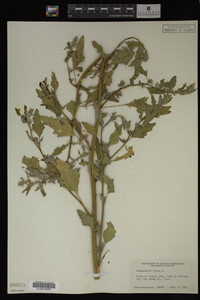 Image Associated With the Occurrence