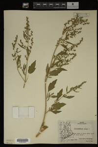 Image Associated With the Occurrence