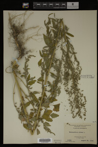 Image Associated With the Occurrence