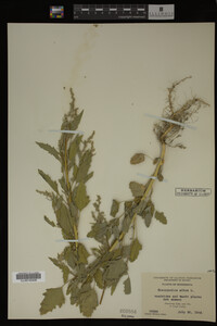 Image Associated With the Occurrence