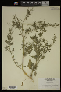 Image Associated With the Occurrence