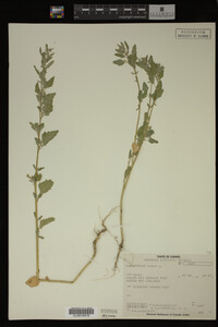 Image Associated With the Occurrence