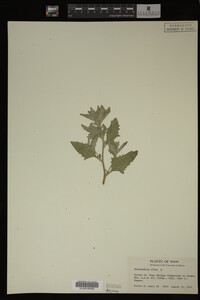 Image Associated With the Occurrence