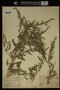 Image Associated With the Occurrence