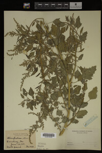 Image Associated With the Occurrence