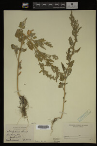 Image Associated With the Occurrence