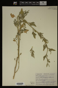 Image Associated With the Occurrence