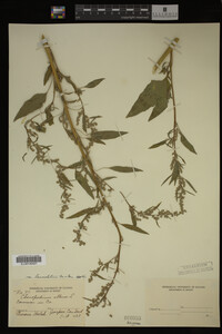Image Associated With the Occurrence