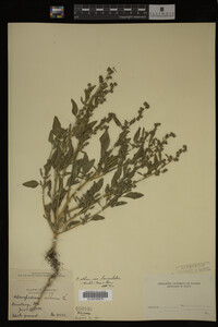 Image Associated With the Occurrence