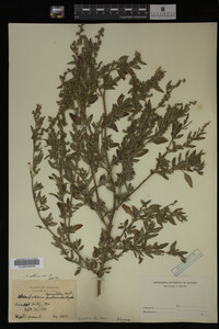 Image Associated With the Occurrence