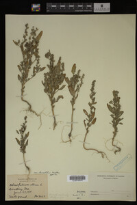 Image Associated With the Occurrence