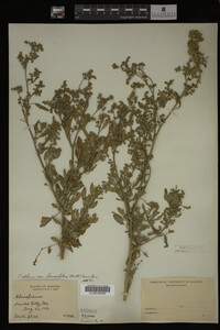 Image Associated With the Occurrence