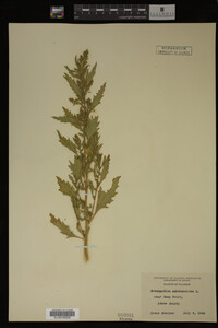 Image Associated With the Occurrence