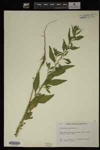 Image Associated With the Occurrence