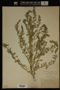 Image Associated With the Occurrence