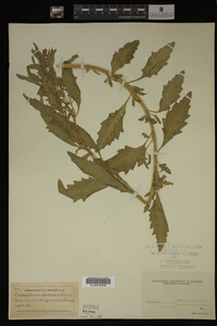 Image Associated With the Occurrence