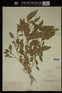 Image Associated With the Occurrence