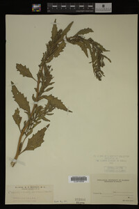 Image Associated With the Occurrence
