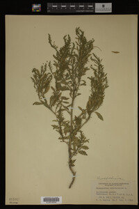 Image Associated With the Occurrence