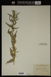 Image Associated With the Occurrence