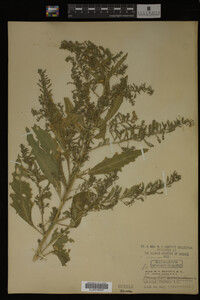 Image Associated With the Occurrence