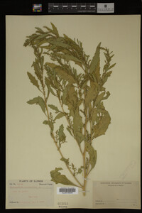 Image Associated With the Occurrence