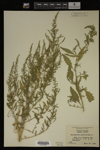 Image Associated With the Occurrence