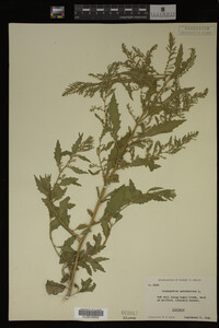 Image Associated With the Occurrence