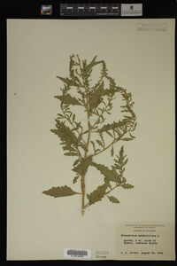 Image Associated With the Occurrence