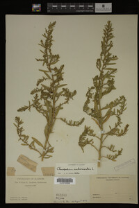 Image Associated With the Occurrence