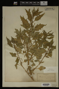 Image Associated With the Occurrence