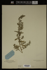 Image Associated With the Occurrence