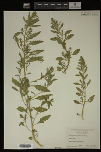 Image Associated With the Occurrence