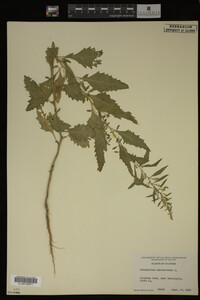 Image Associated With the Occurrence