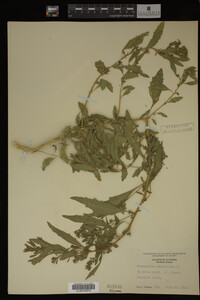 Image Associated With the Occurrence